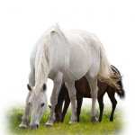 aslcweb-chevaux
