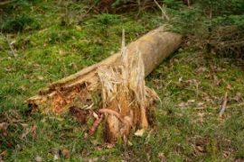 tree-damage-300×200
